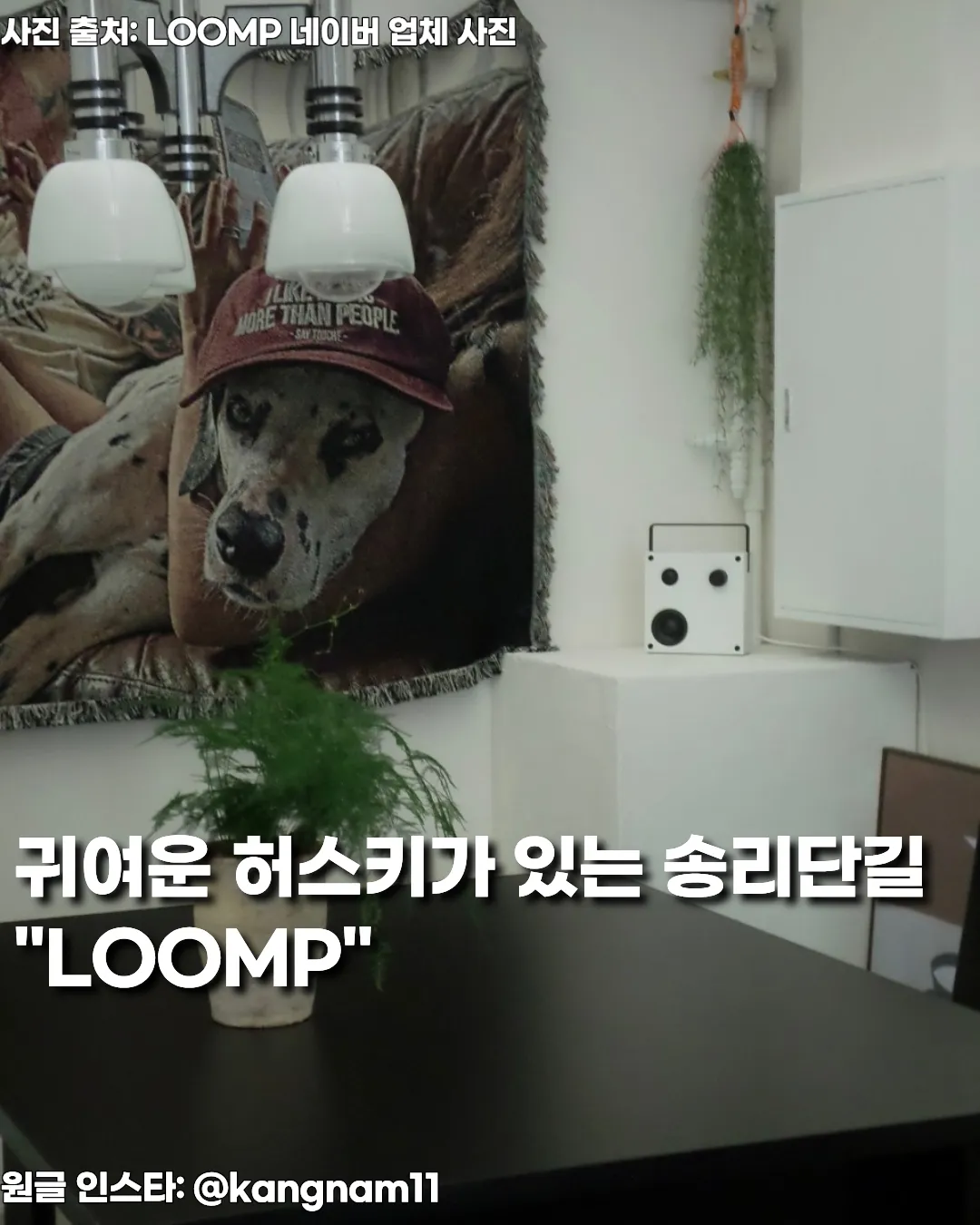 송리단길 신상카페 ‘LOOMP’ — 귀여운 허스키 알바생 ‘덕수’가 있는 감성 힐링카페